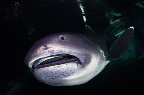 megamouth shark